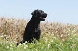 LABRADOR 028